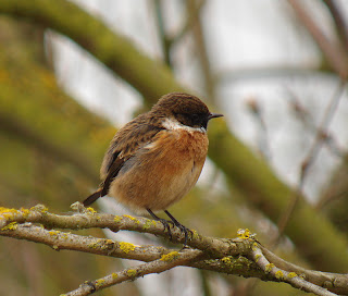 Stonechat at Paxton Pits