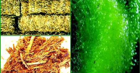 Biomassa Sebagai Sumber Energi Alternatif Masa Depan 