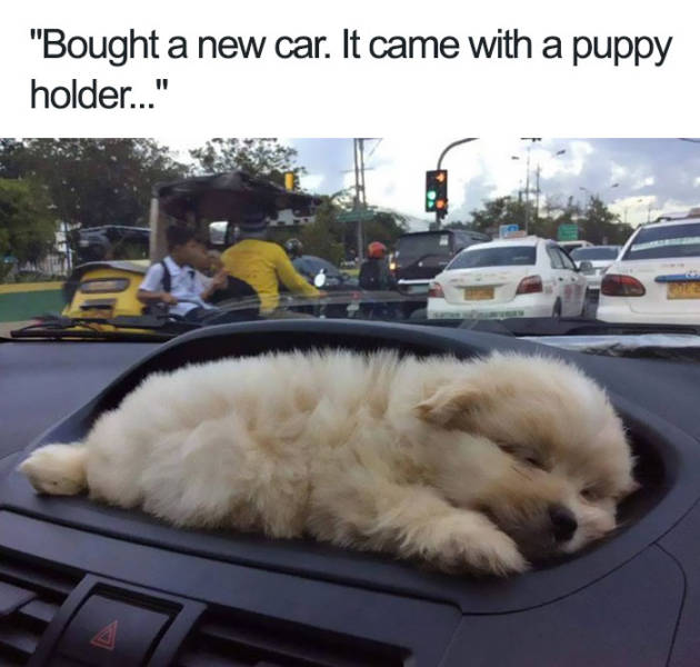 Bought a new car. It came with a puppy holder.