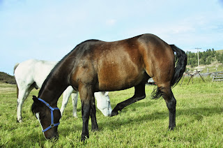 Bay Quarter Horse in field cow-kicking at fly.