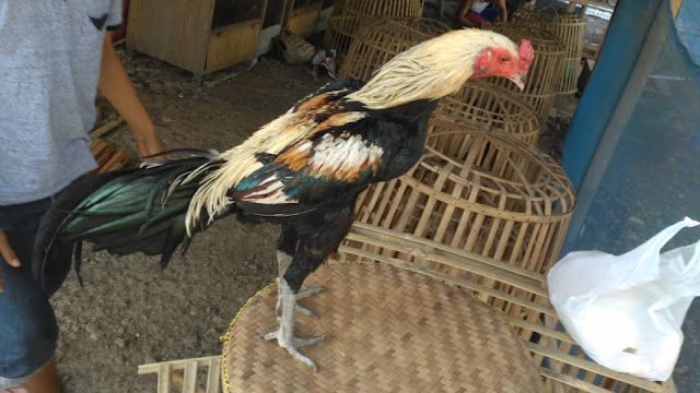 Jual Ayam Mangon Wido Jalak Atret Timpuk Pukul Bersih