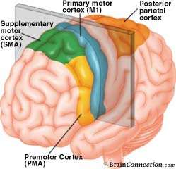 cortex cortex
