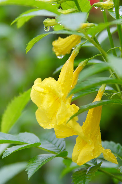 Yellow Bells Esperanza