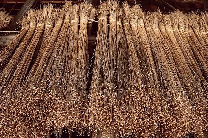 Cultivation of Flax Fiber