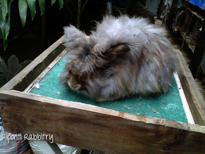 english angora