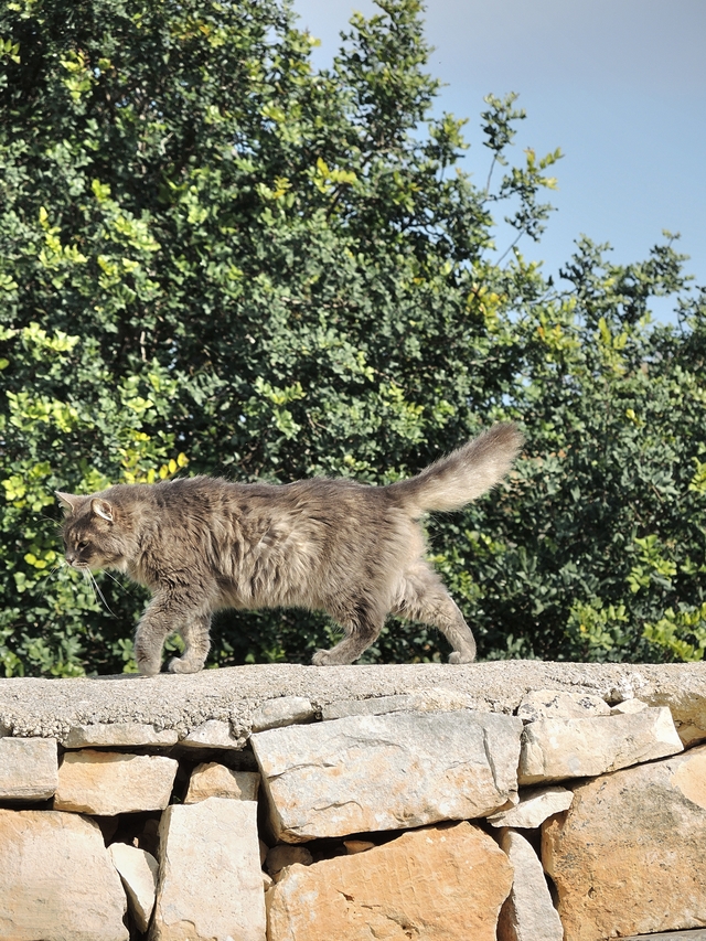 Malta: nog een laatste keer : katten!