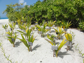 MALDİVLER, RANGALI ISLAND, CONRAD RANGALI , MALDIVES, MALDİVLERDE ZAMAN NASIL GEÇİYOR, AKTİVİTELER NELER, HAVA NASIL, MALDİVLER FİYAT, RÜYA TATİL, CENNET, MALE