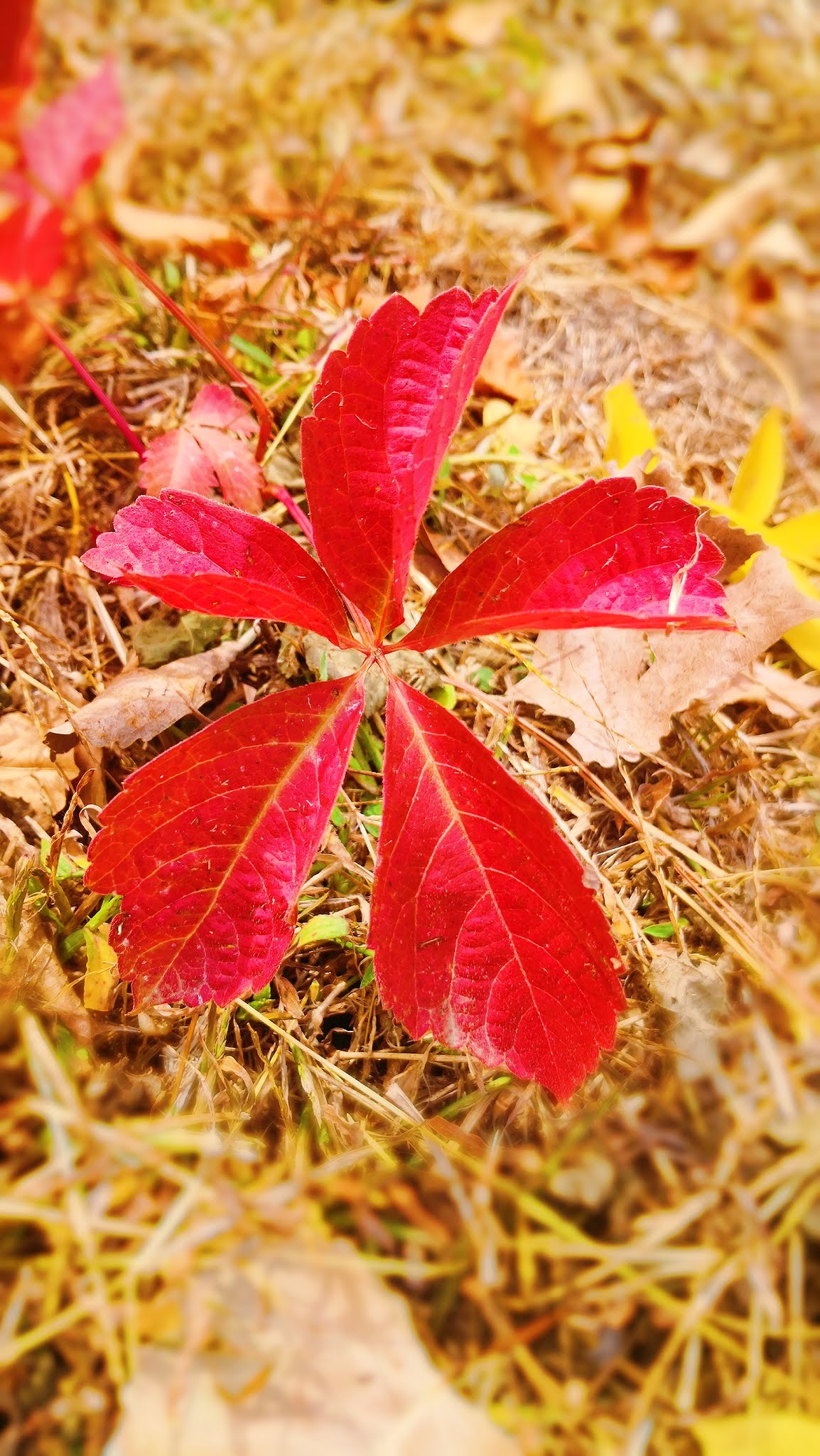 Autumn color photography, 8photograph skills