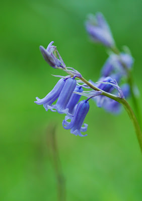 bluebell (Hyacinthoides non-scripta)