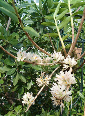Dendrobium bracteosum care and culture