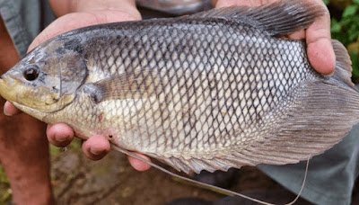 Ketahui Jenis Ikan Yang Sering Di Konsumsi