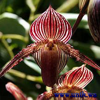 Gold Of Kinabalu Orchid