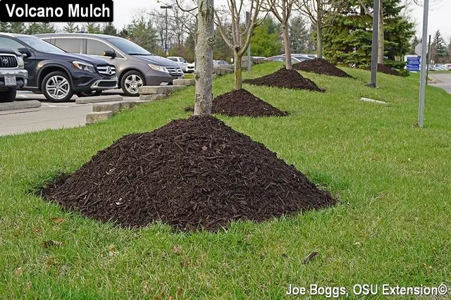 MULCH VOLCANOES ARE BAD OKAY