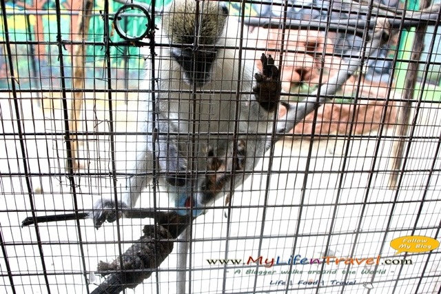 langkawi bird paradise
