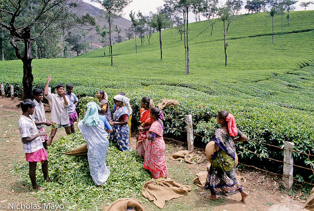 Tour operators India. Book Munnar trip