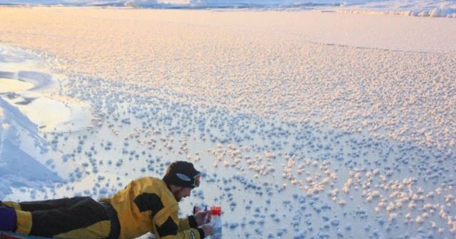 Contoh Makalah: Menakjubkan, Lautan Bunga Es di Samundera 