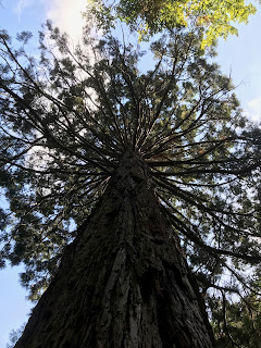 Un séquoïa en forêt de Fontainebleau