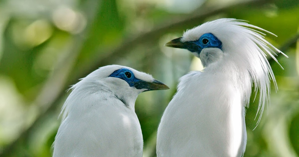 Amatonthee s Daftar Flora dan  Fauna Langka  di Indonesia