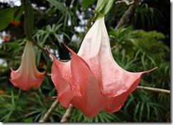 brugmansia_suaveolens