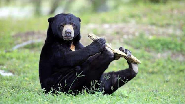 Bears distinctive ability reveals the evolution of their societies.