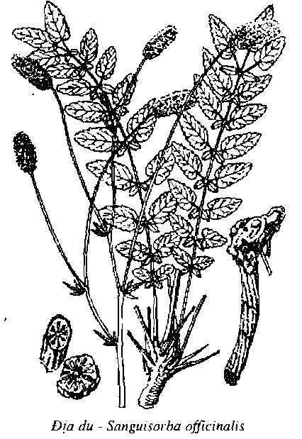 Hình vẽ Địa Du - Sanguisorba officinalis - Nguyên Liệu Làm Thuốc Cầm Máu