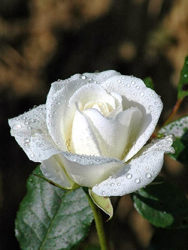 Kumpulan Gambar  Bunga  Mawar  Putih yang Cantik Indah 