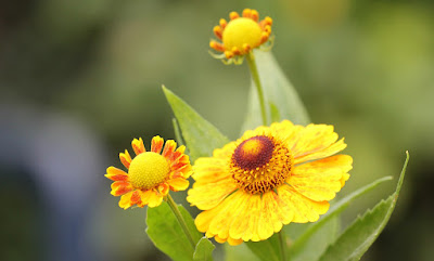 Sneezeweed Photo by Karin