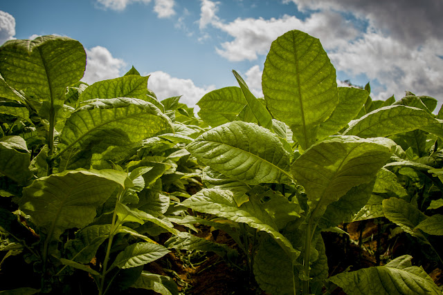 plant of tobacco