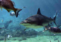 Bull Shark Photo Gallery