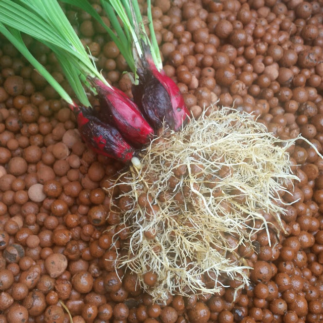 Affnan39;s Aquaponics: Bawang Dayak Update