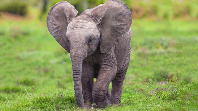 Elephant Baby HD Wallpaper