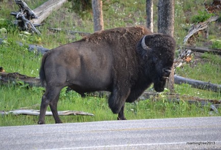 Bison on the road