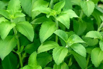 It's a nutritious sweetener called stevia, special diabetics!