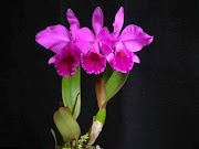 29+ Jenis Bunga Anggrek Cattleya