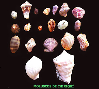 Moluscos de Panamá