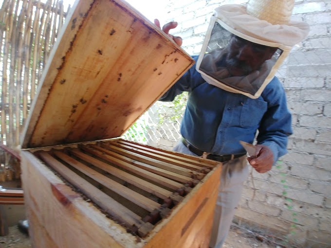 Don Virgilio: una vida trabajando con abejas