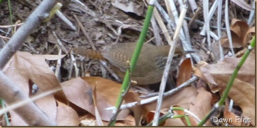 Sinaloa Wren_024