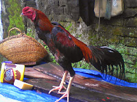 Mencetak Ayam Petarung Unggul