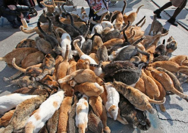 Tashirojima, la isla de los gatos