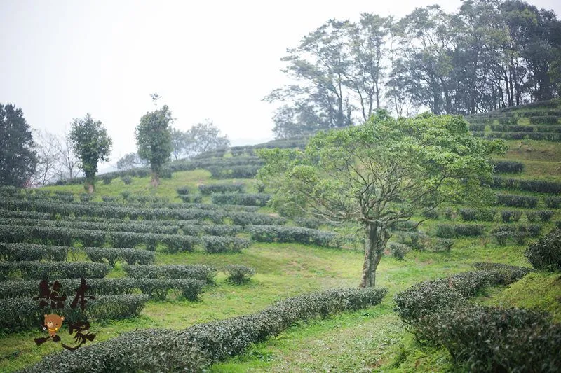 熊空茶園櫻花季|三峽熊空古窯｜三峽同心茶園｜三峽熊空櫻花園