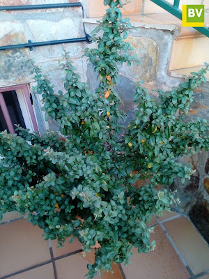 Espino de fuego o piracanta (Pyracantha coccinea M.Roem.).