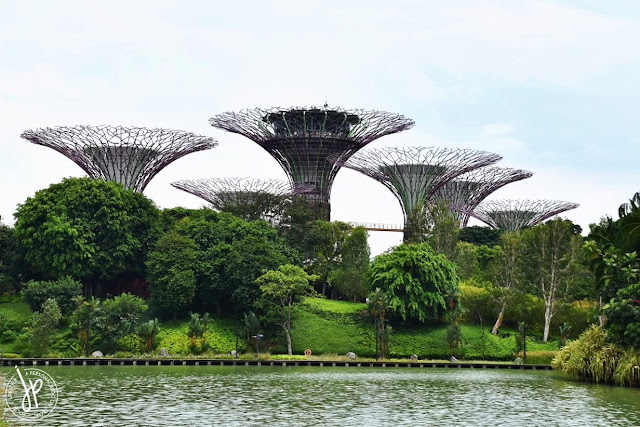 structured trees and lake