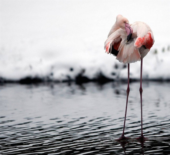 Las Mejores Fotografías de Animales