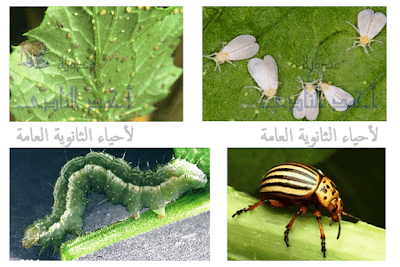 مسببات المرض والموت عند النباتات - الأعداء الخطرة - الحشرات