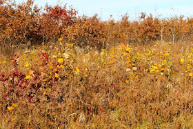 Crex Meadows orange and yellow aspen