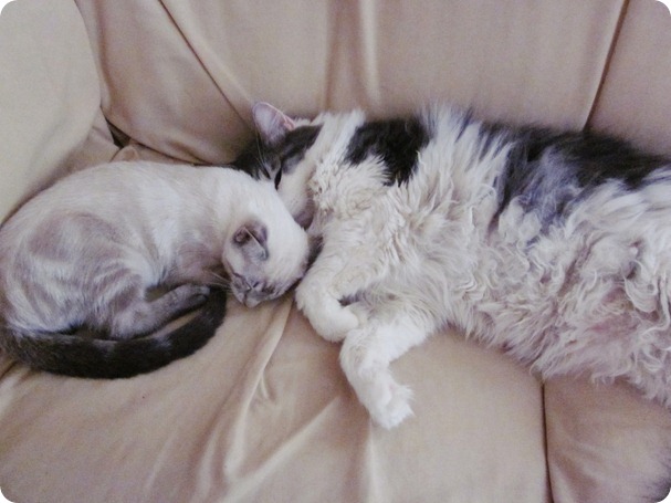 Pete and Jasp, Mullein 019