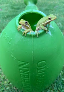 Rebecca's frogs