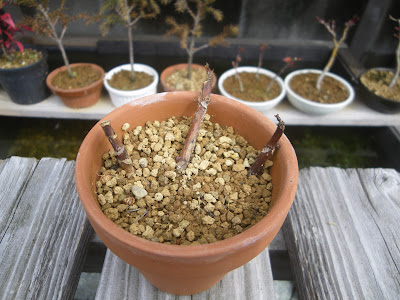 アジサイ 紫陽花 の挿し木を成功させるためのポイント メダカの大工