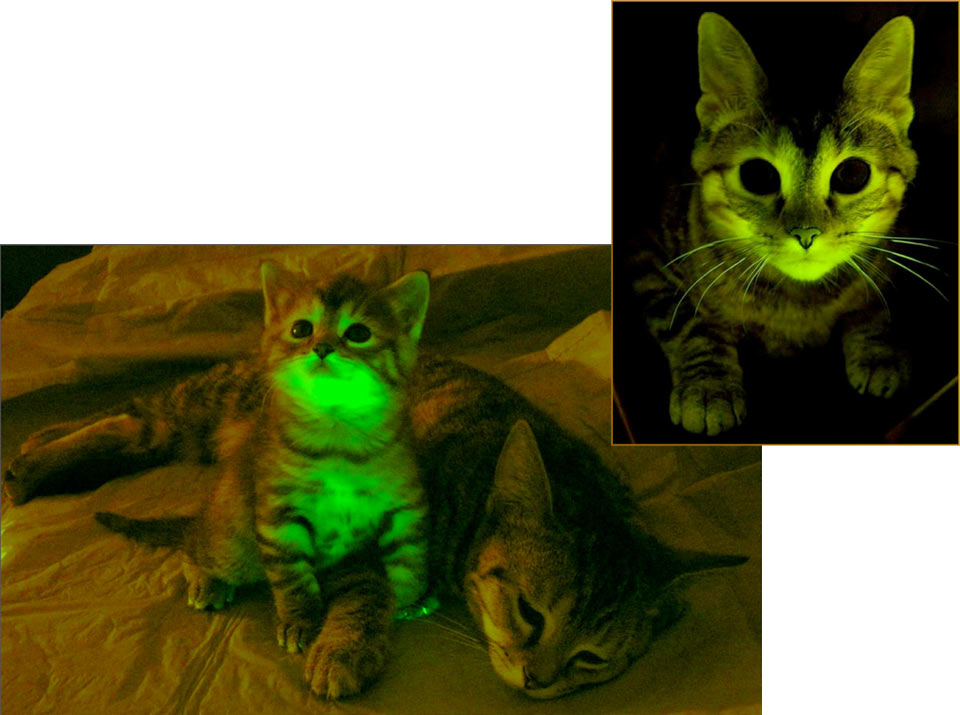SNOMNH Recent Invertebrates Green glowing cats  and jellyfish