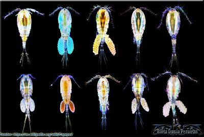 Custacea air jenis copepoda